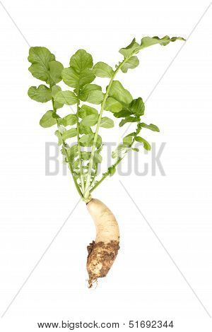 White Radish Isolated