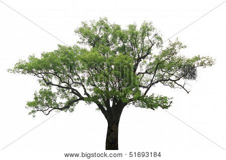 Old Camphor Tree