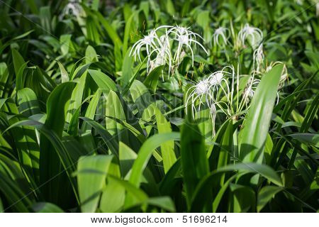 Crinum Asiaticum, Crinum Lily Or Poison Bulb