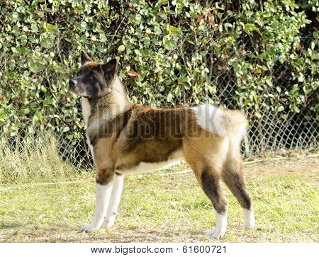 American Akita