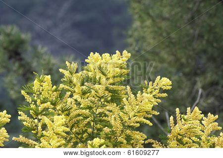 Flower Of Ginestra