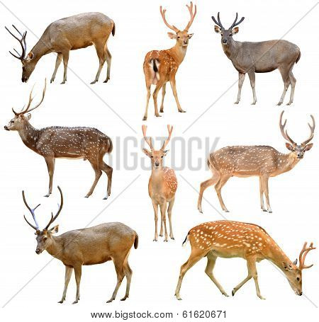 Deer Isolated