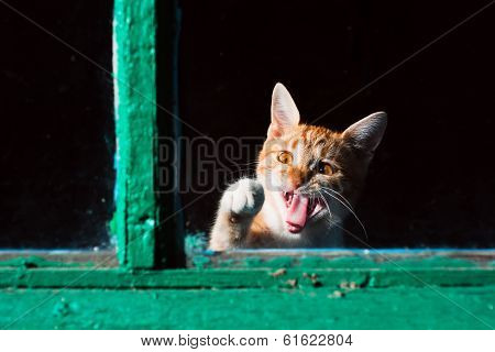 The cat in the window
