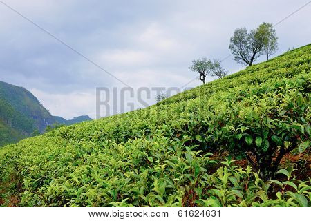 Tea plantation landscape in Sri Lanka 