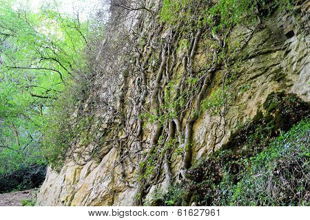 tree element is ingrained in the rock