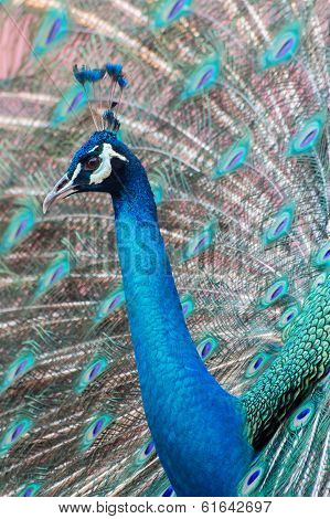 Peafowl