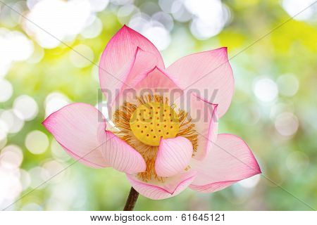 Lotus Flowers