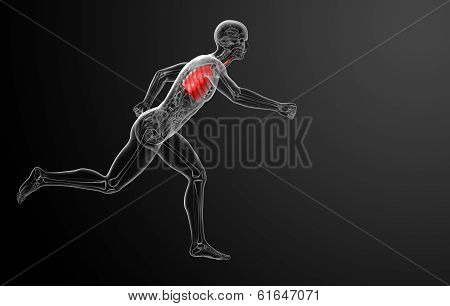 Human respiratory system in x-ray