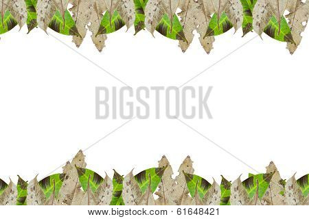 Colorful Autumn Corner Made From Leaves, Isolated On White Background