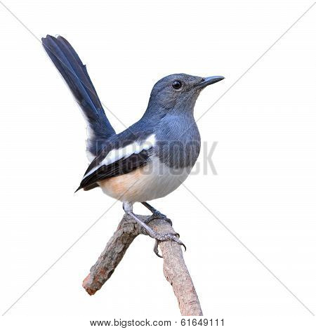 Oriental Magpie Robin Bird