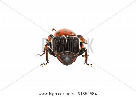 Beetle With Colored Armor Isolated On White. Sternocera Aequisignata