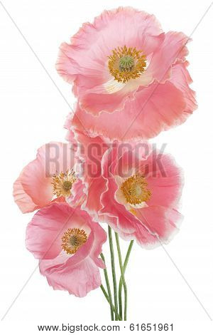 Poppy
