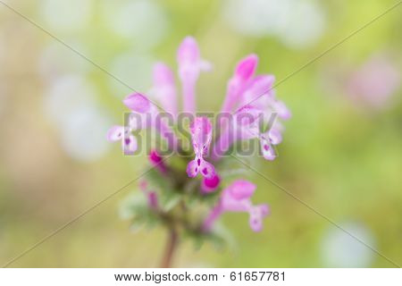 Flowers Of Henbit