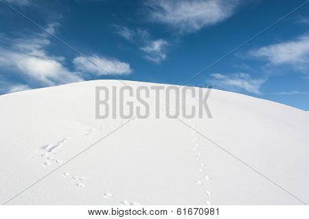 Rabbit Tracks In Snow