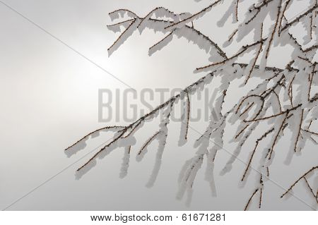 Tree Branch Covered In Frost