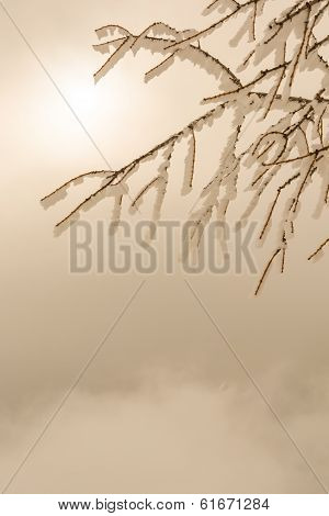 Tree Branch Covered In Frost