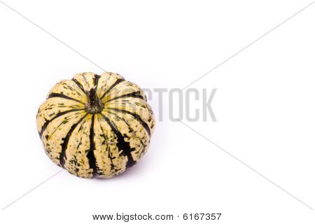 Squash w Studio