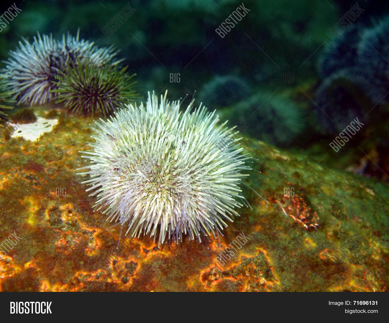 Аристотелев фонарь морских ежей. Палевый морской еж strongylocentrotus pallidus. Ежи баренцева моря. Морской еж strongylocentrotus. Морской еж мясо.