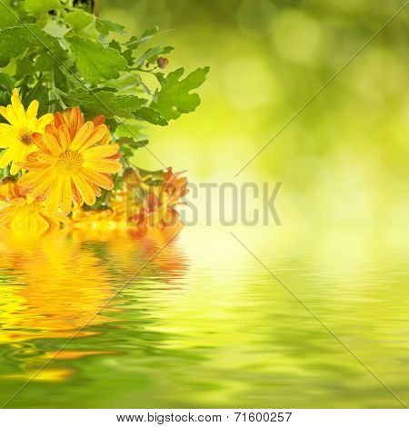 Chrysanthemum floral background