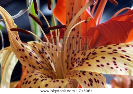 Düşmüş Lily