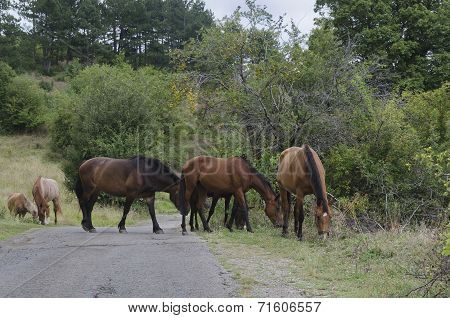 Horses in the meadow