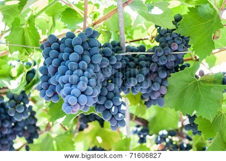 Ripening Grape Clusters On The Vine