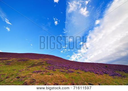 Colorful Hill Slope Covered By Violet Heather Flowers.