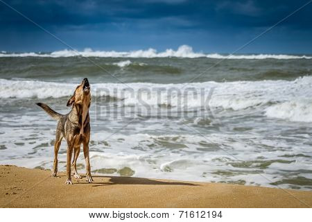 Dog on a beach