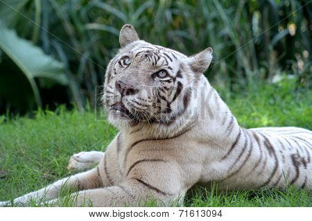 White Tiger