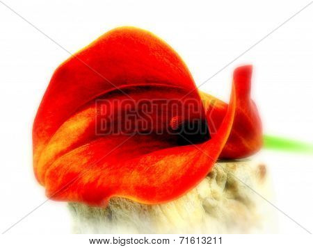 calla