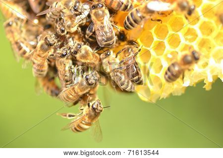 plenty of bees on honeycomb in apiary