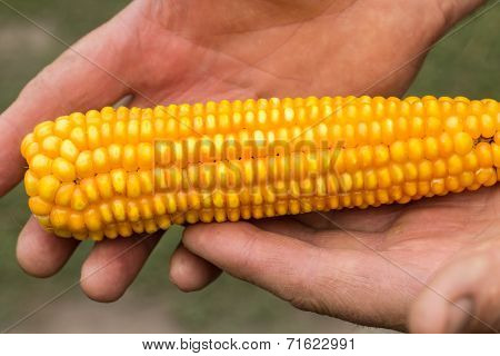 Ear Of Corn In Farmer Hands