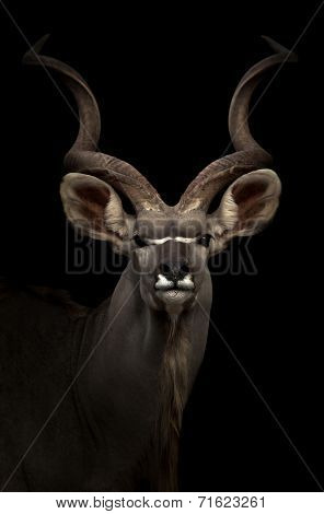 Greater Gudu