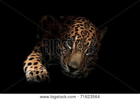 Jaguar ( Panthera Onca )in The Dark