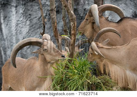 Barbary Sheep Eating Green Grass