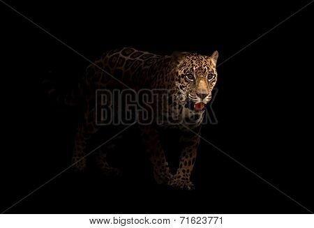 Jaguar ( Panthera Onca ) In The Dark