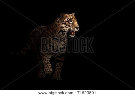 Jaguar ( Panthera Onca ) In The Dark
