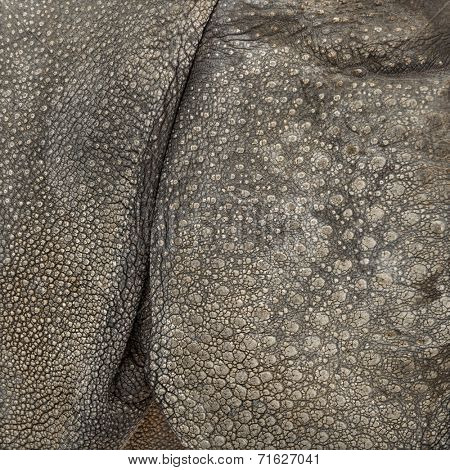 Close-up on Indian rhinoceros skin