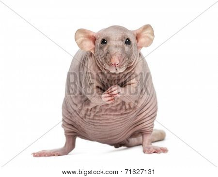Hairless Rat (2 years old)