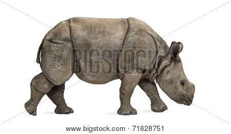 Young Indian one-horned rhinoceros (8 months old)