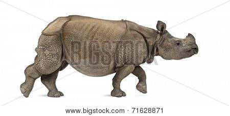 Indian one-horned rhinoceros