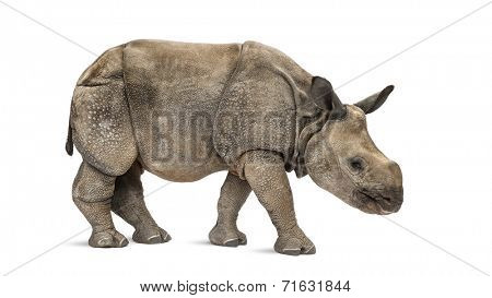 Young Indian one-horned rhinoceros (8 months old)