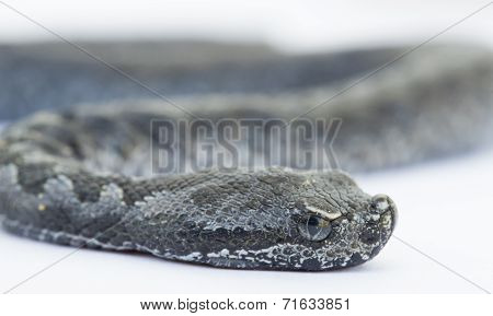 Viper snake baby, Vipera latastei