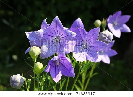 Balloon Flowers (platycodon Grandiflorus)