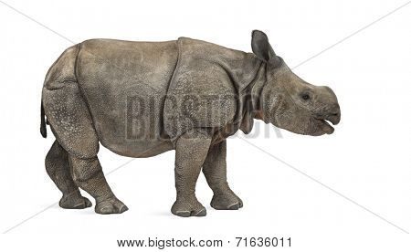 Young Indian one-horned rhinoceros (8 months old)