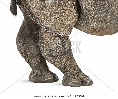 Young Indian one-horned rhinoceros (8 months old)