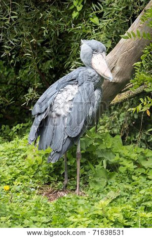 Shoebill - Vertical