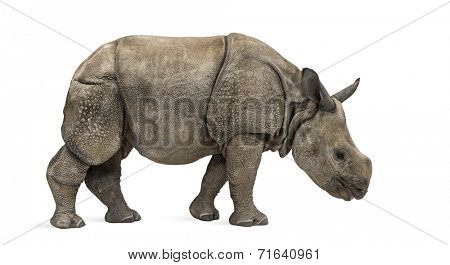 Young Indian one-horned rhinoceros (8 months old)