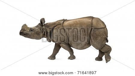 Indian one-horned rhinoceros