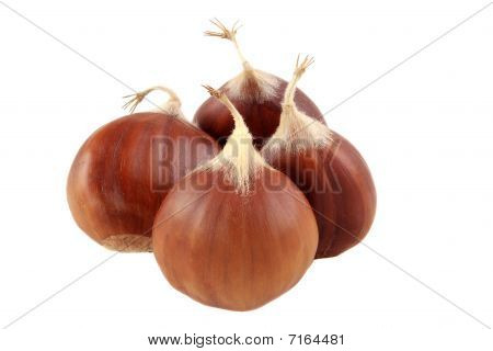 Kestane